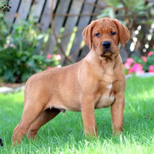 Colby, Fox Red Labrador Retriever Puppy