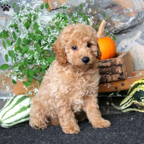 Colby, Miniature Poodle Puppy