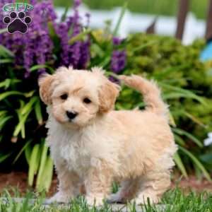 Colby, Maltipoo Puppy
