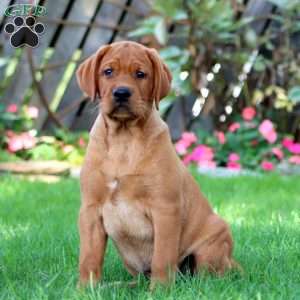 Colby, Fox Red Labrador Retriever Puppy