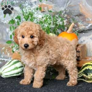 Colby, Miniature Poodle Puppy