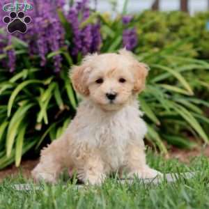 Colby, Maltipoo Puppy