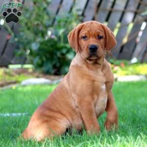 Colby, Fox Red Labrador Retriever Puppy