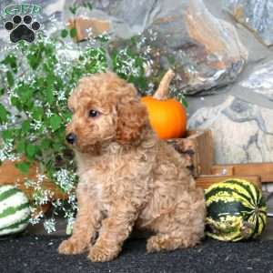 Colby, Miniature Poodle Puppy