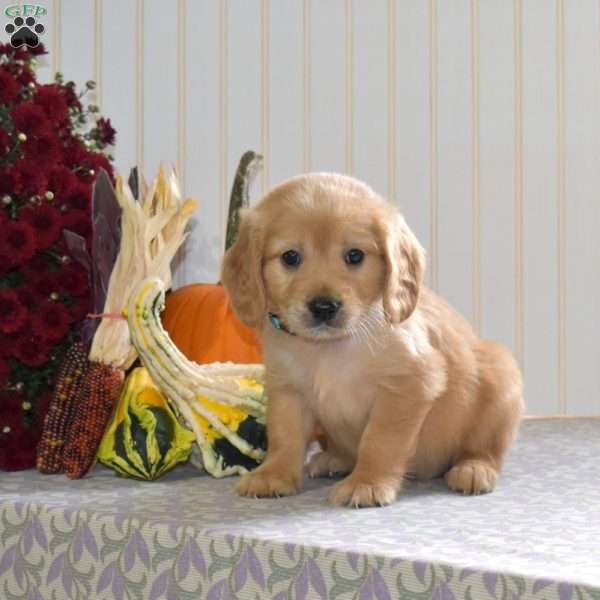 Comet, Miniature Golden Retriever Puppy