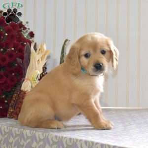 Comet, Miniature Golden Retriever Puppy