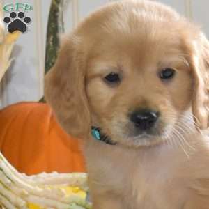 Comet, Miniature Golden Retriever Puppy