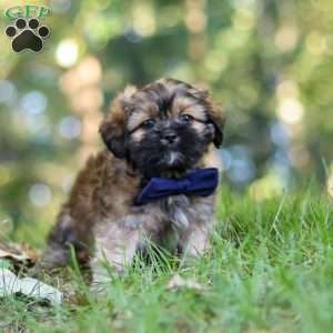 Conner, Lhasa Apso Puppy