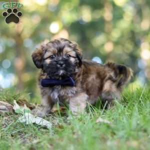 Conner, Lhasa Apso Puppy