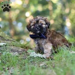 Conner, Lhasa Apso Puppy