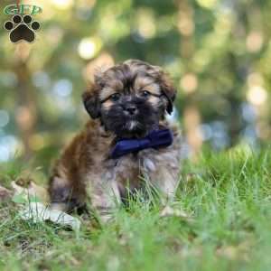 Conner, Lhasa Apso Puppy