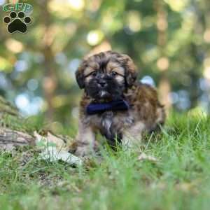 Conner, Lhasa Apso Puppy