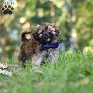 Conner, Lhasa Apso Puppy