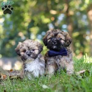 Conner, Lhasa Apso Puppy