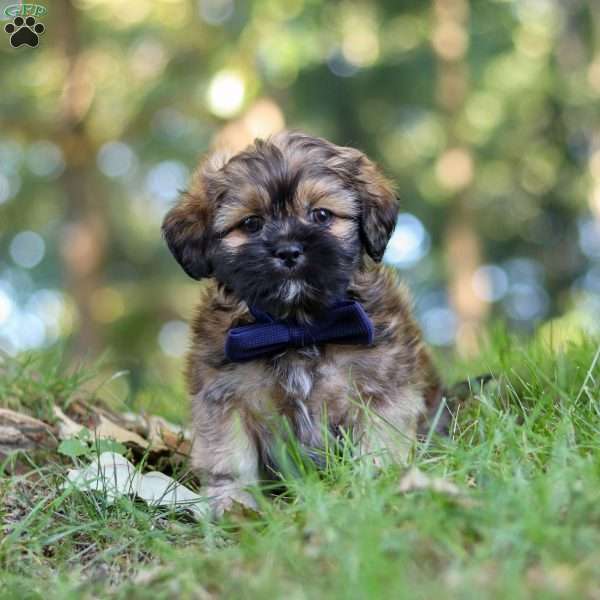 Conner, Lhasa Apso Puppy