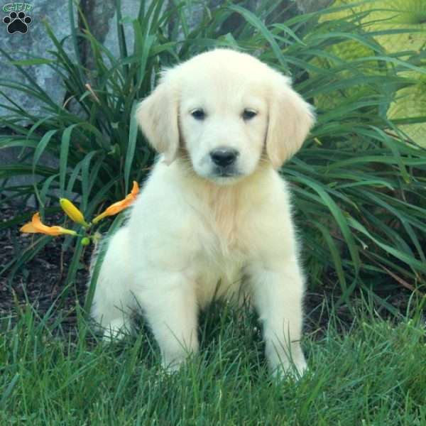 Connie, English Cream Golden Retriever Puppy