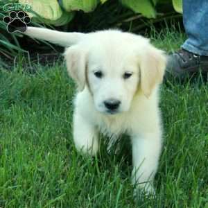Connie, English Cream Golden Retriever Puppy