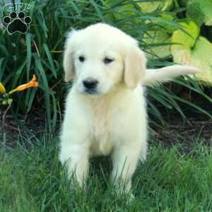 Connie, English Cream Golden Retriever Puppy