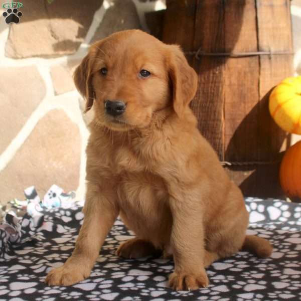 Connor, Golden Retriever Puppy