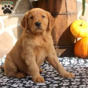 Connor, Golden Retriever Puppy