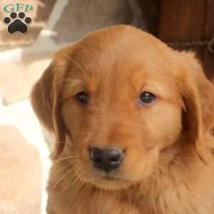 Connor, Golden Retriever Puppy