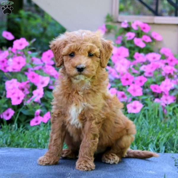 Connor, Goldendoodle Puppy