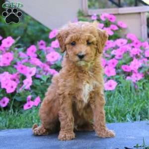 Connor, Goldendoodle Puppy
