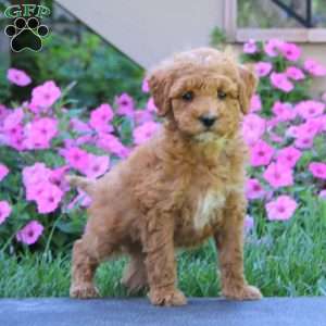 Connor, Goldendoodle Puppy