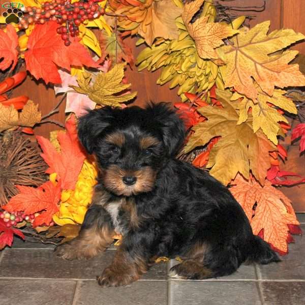 Cookie, Yorkie Puppy
