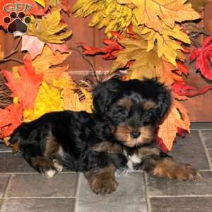 Cookie, Yorkie Puppy