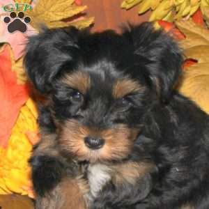 Cookie, Yorkie Puppy
