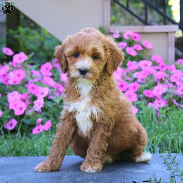 Cookie, Goldendoodle Puppy