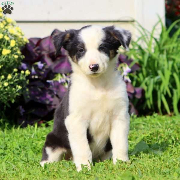 Cookie, Border Collie Mix Puppy