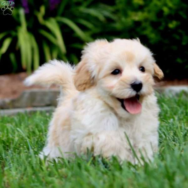 Cookie, Maltipoo Puppy