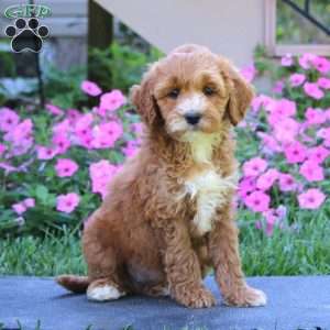 Cookie, Goldendoodle Puppy