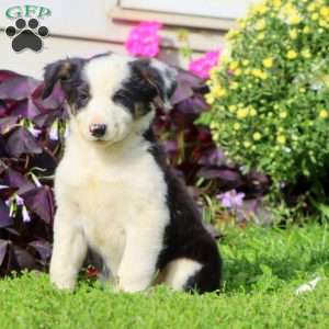 Cookie, Border Collie Mix Puppy