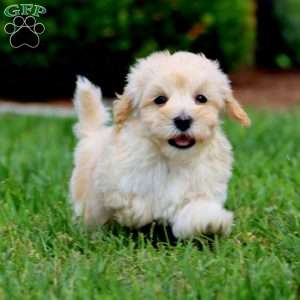 Cookie, Maltipoo Puppy