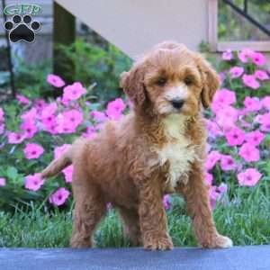 Cookie, Goldendoodle Puppy