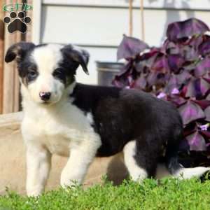Cookie, Border Collie Mix Puppy