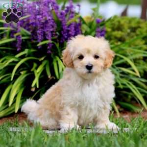 Cookie, Maltipoo Puppy