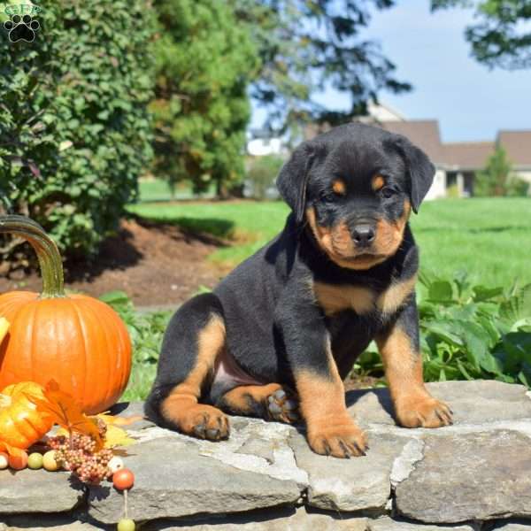 Coop, Rottweiler Puppy