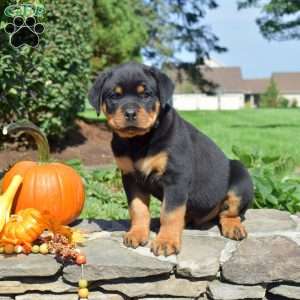Coop, Rottweiler Puppy