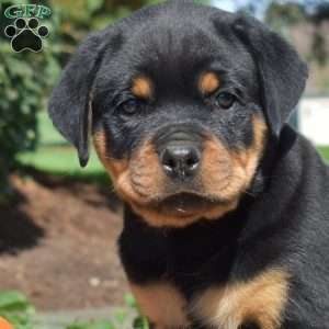 Coop, Rottweiler Puppy