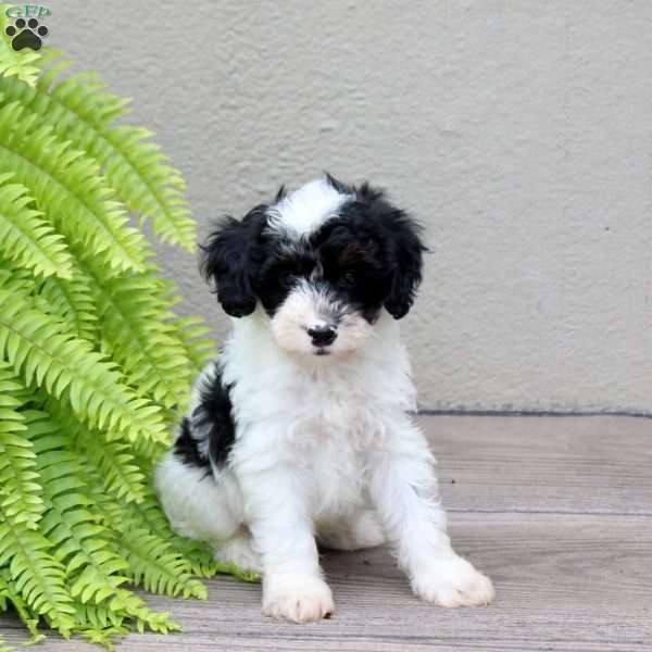 Cooper, Mini Goldendoodle Puppy