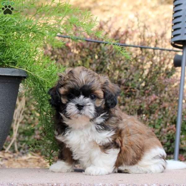 Cooper, Teddy Bear Puppy
