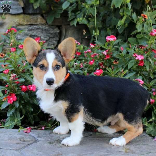 Cooper, Pembroke Welsh Corgi Puppy
