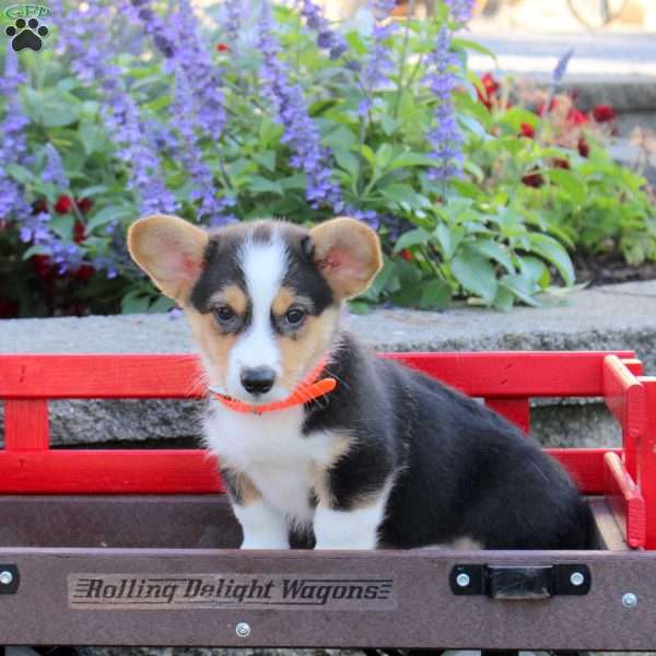 Cooper, Pembroke Welsh Corgi Puppy