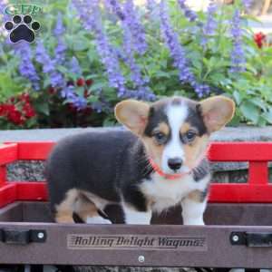 Cooper, Pembroke Welsh Corgi Puppy
