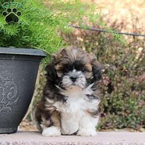 Cooper, Teddy Bear Puppy