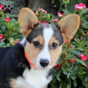 Cooper, Pembroke Welsh Corgi Puppy